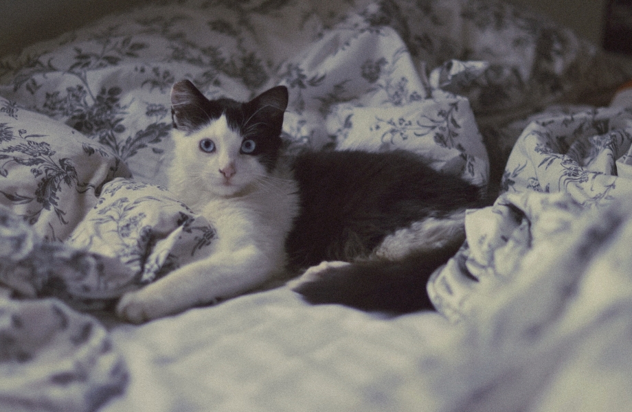 Маленький котенок на кровати