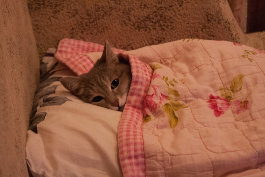 Котик в кроватке