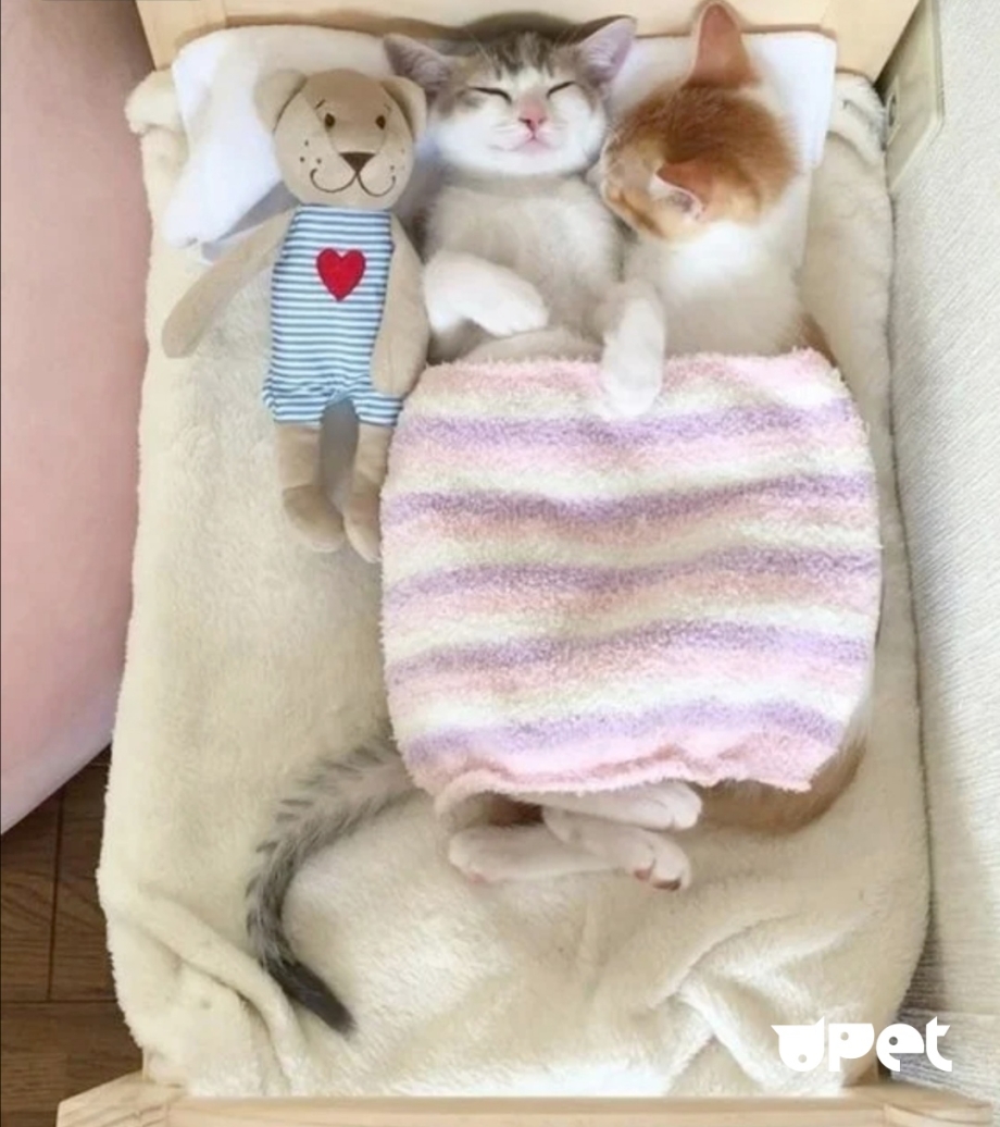 Котик обнимает одеяло