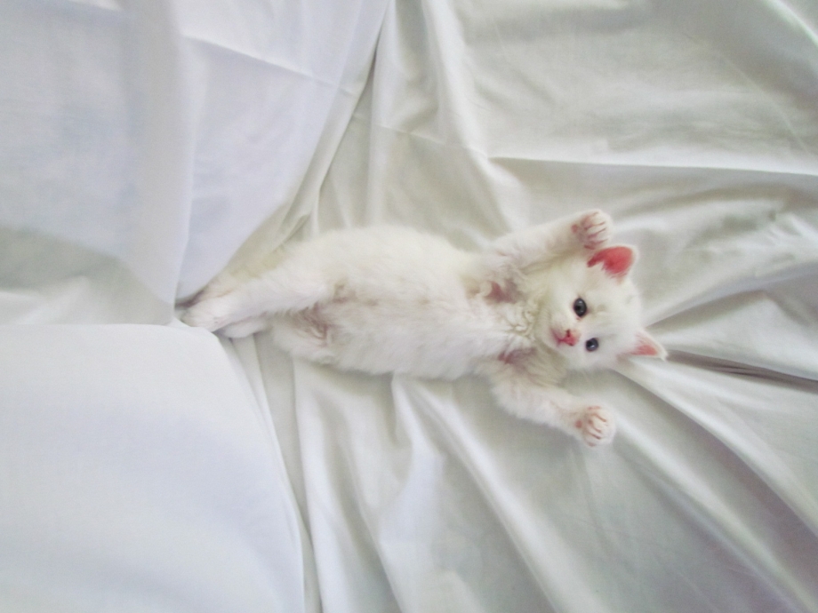 Белая кошка лежит