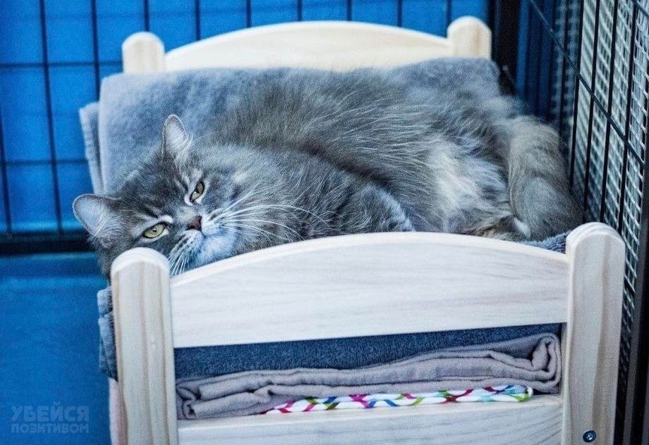 Кроватка для кота икеа