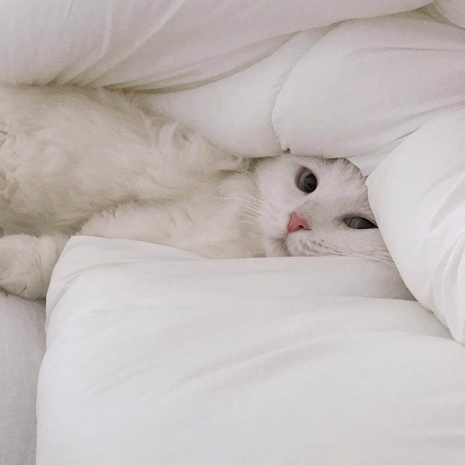 Белая кошка лежит
