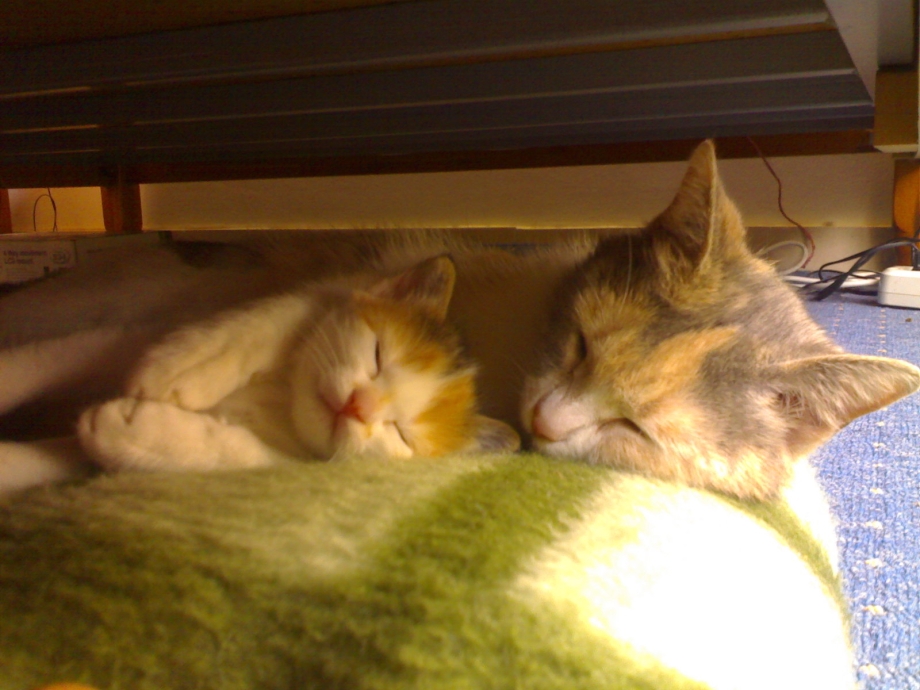 2 Котика в кроватке