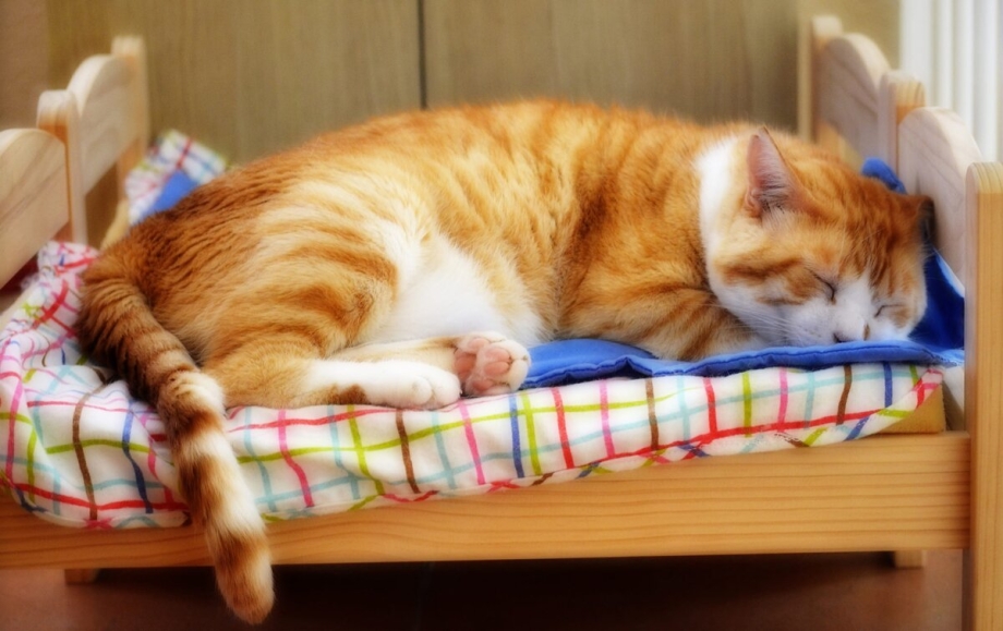 Котик спит в кроватке