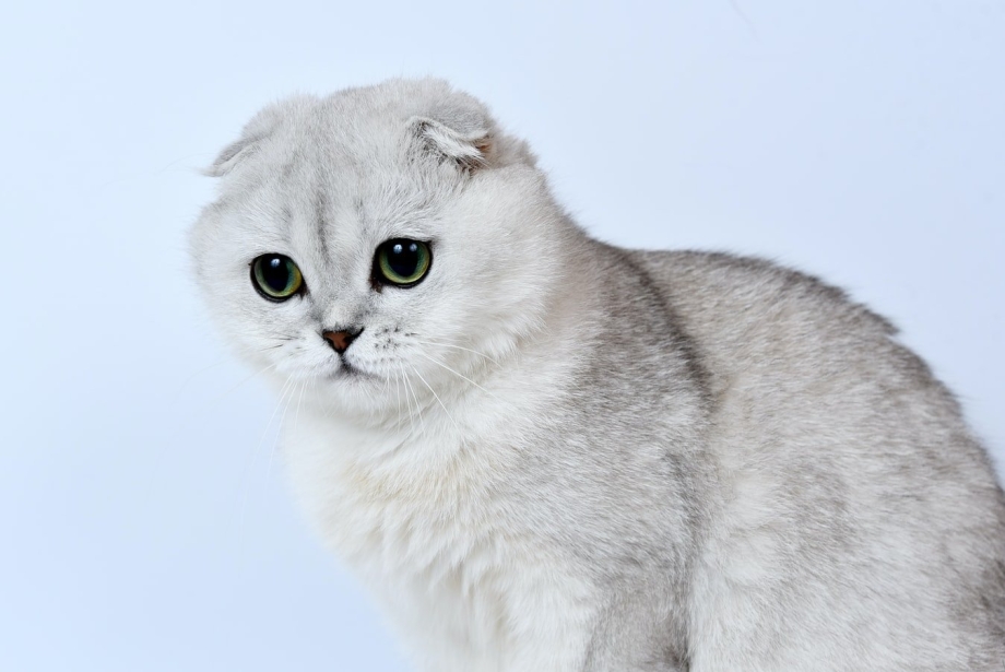 Шотландская вислоухая шиншилла