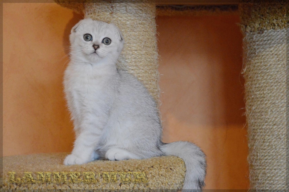Шотландская серебристая шиншилла