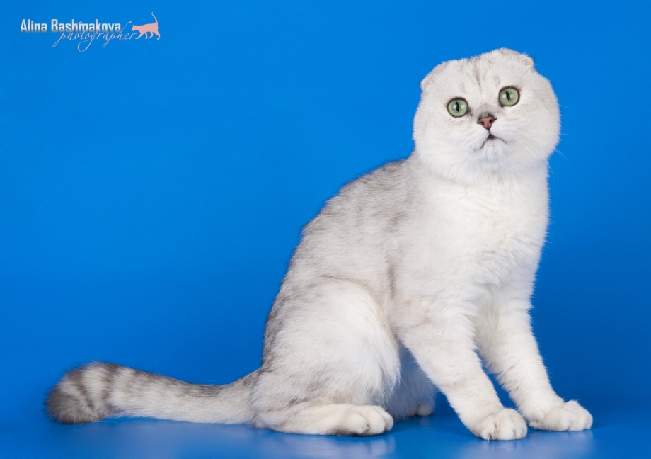 Вислоухие котята шотландцы белая шиншилла