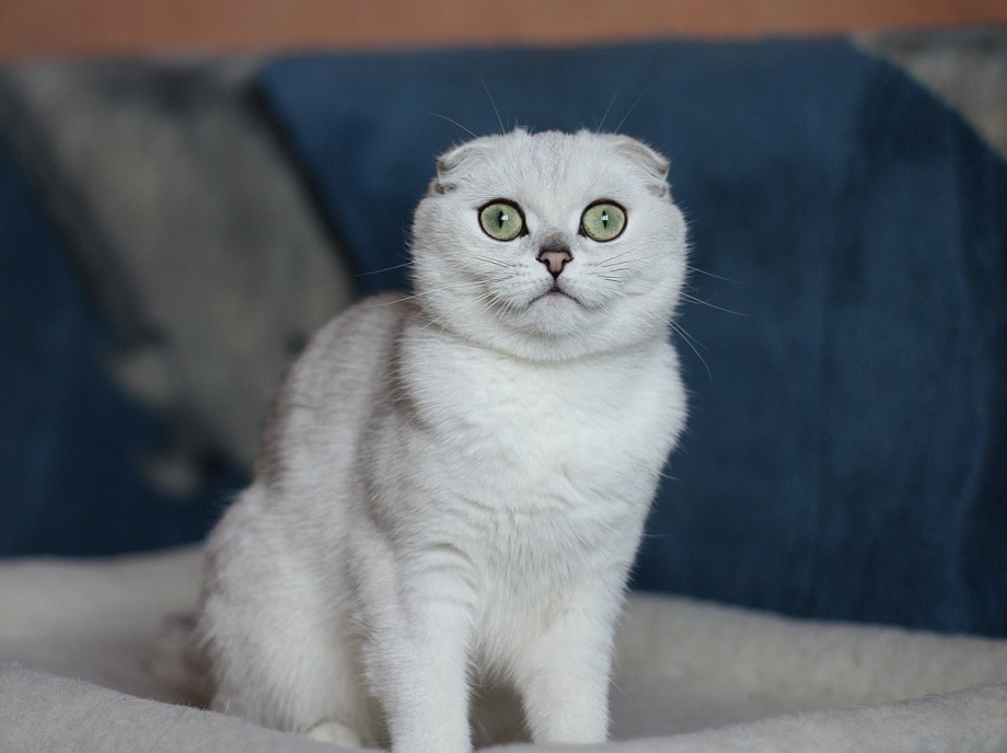 Кошка шиншилла Британская вислоухая