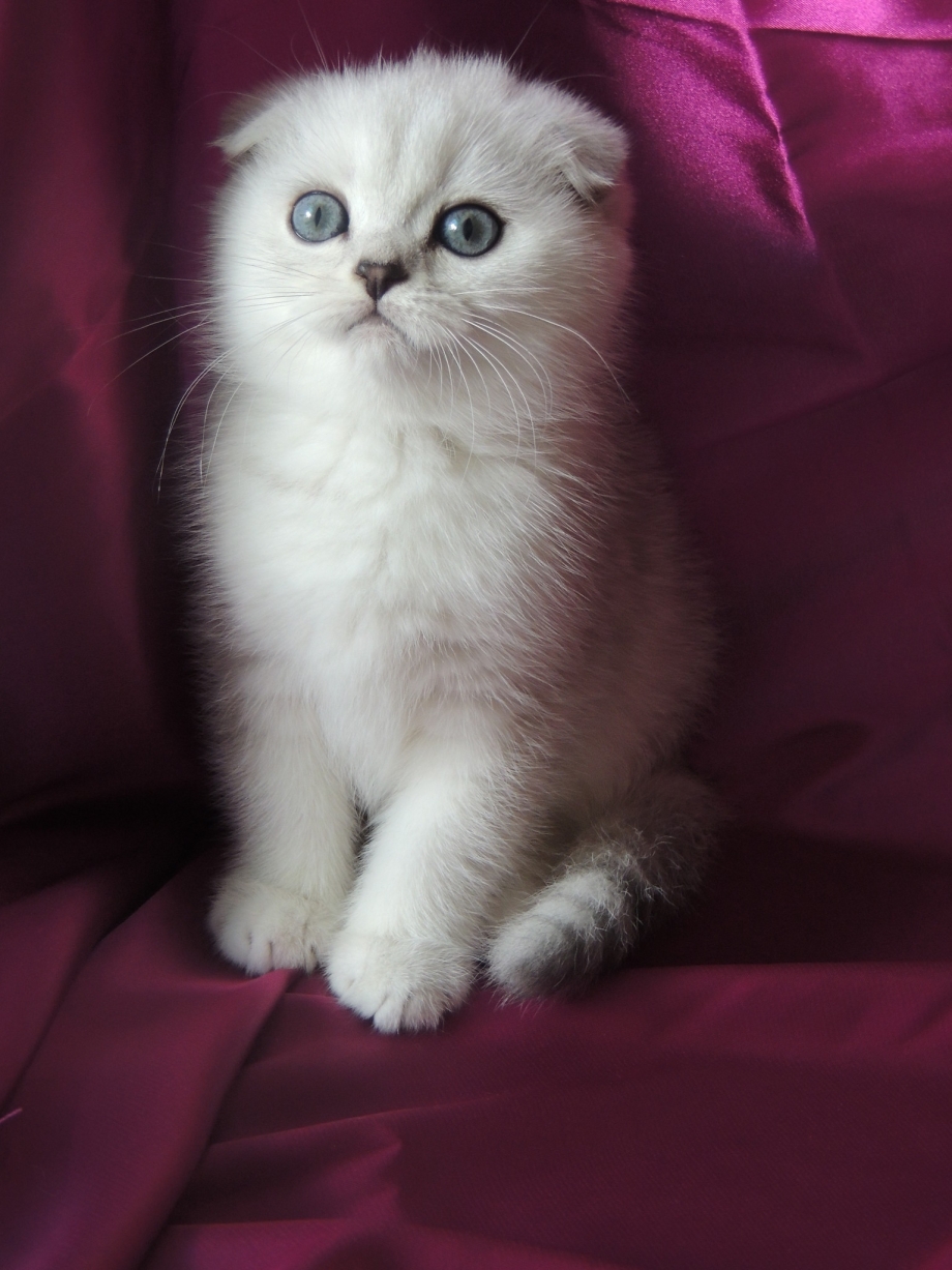 Котенок шиншилла Британская вислоухая