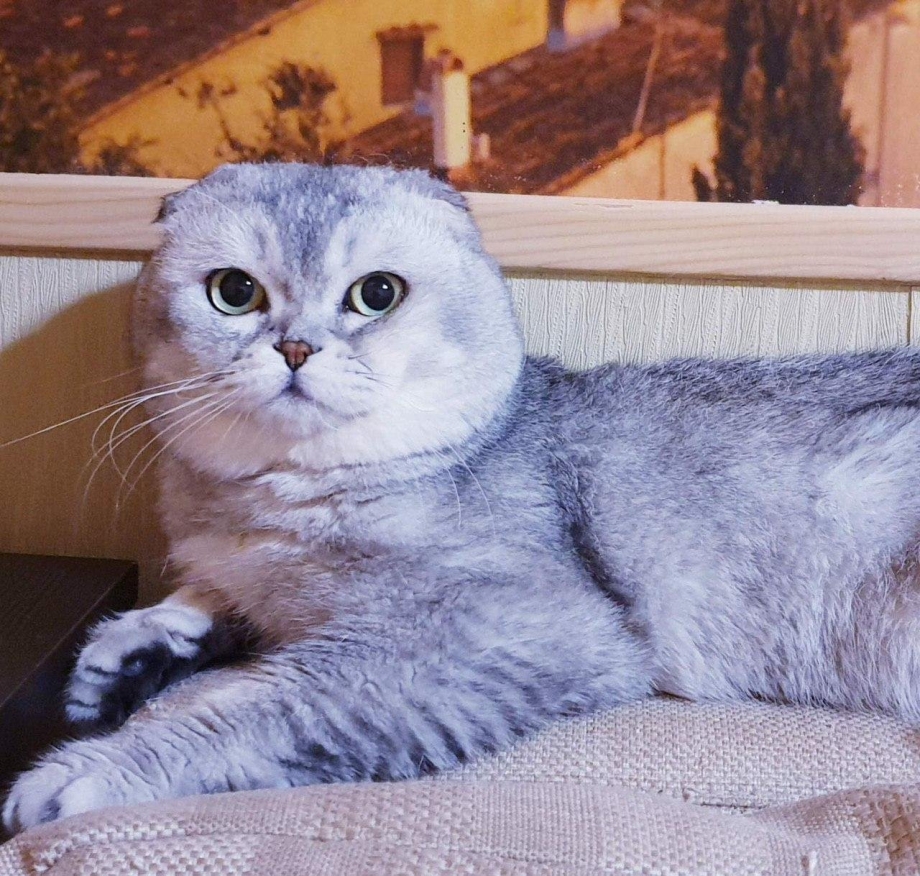 Шотландский фолд шиншилла