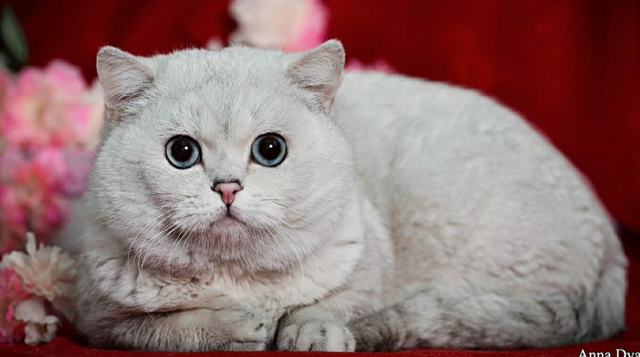 Шотландский хайленд фолд серебристая шиншилла