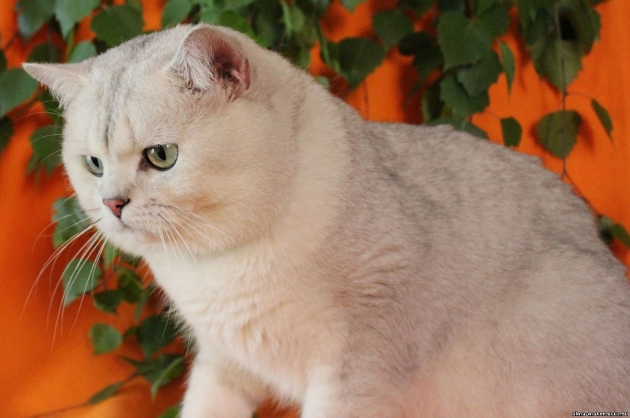 Скоттиш фолд шиншилла