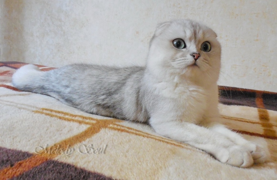 Британская кошечка Кьяра