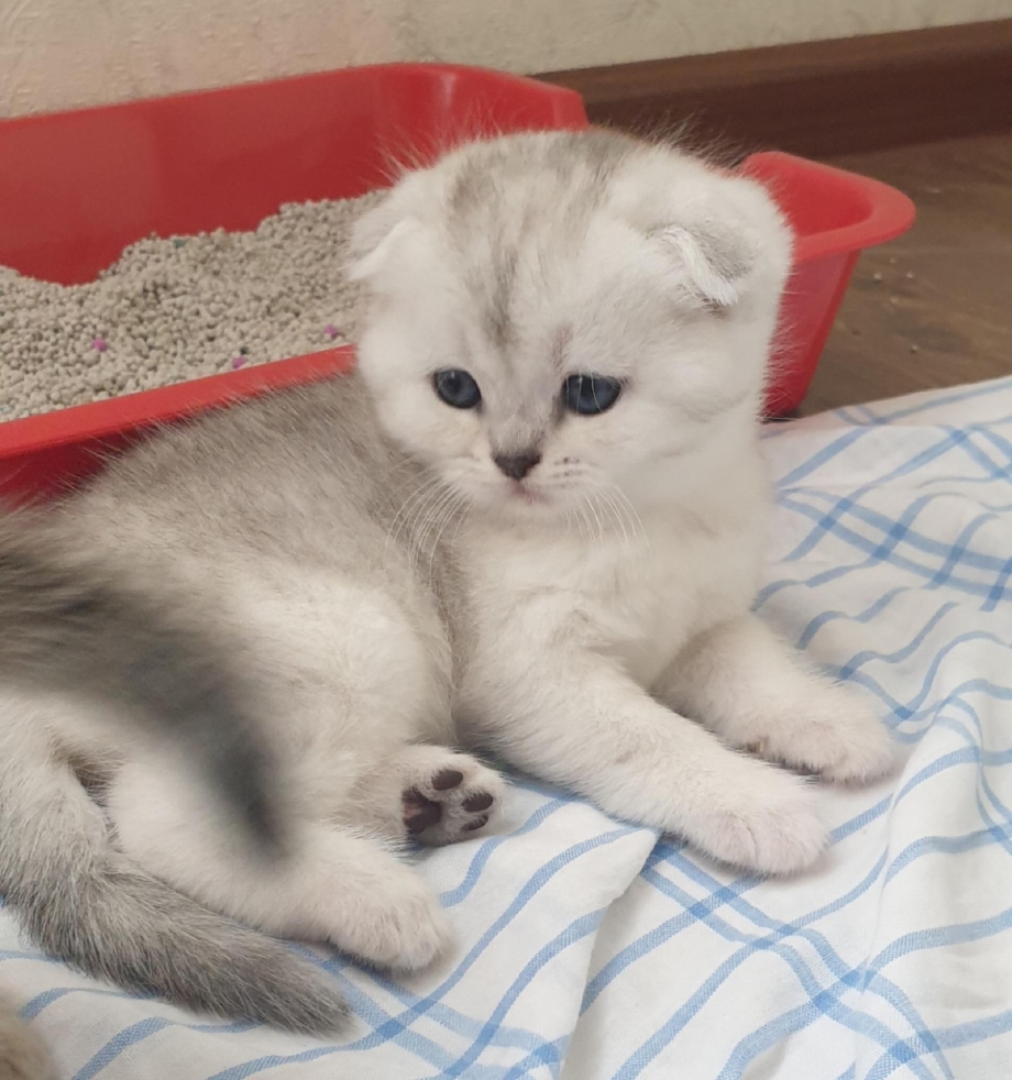 Котенок серебристая шиншилла вислоухий