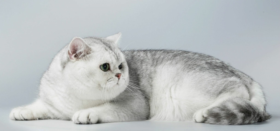 Шотландские котята серебристая шиншилла