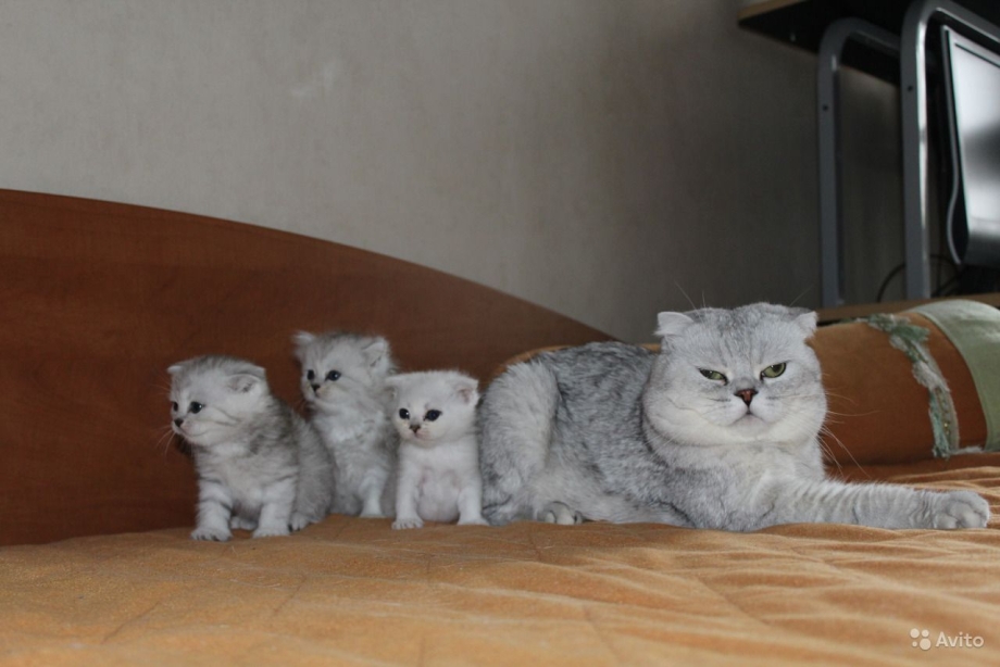 Скоттиш фолд шиншилла