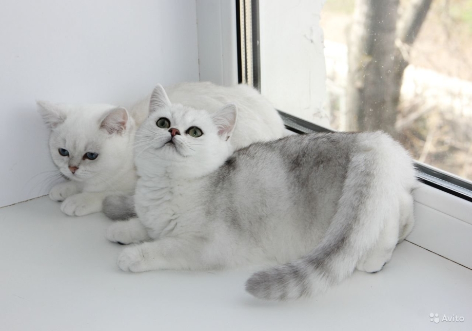 Скоттиш фолд котята