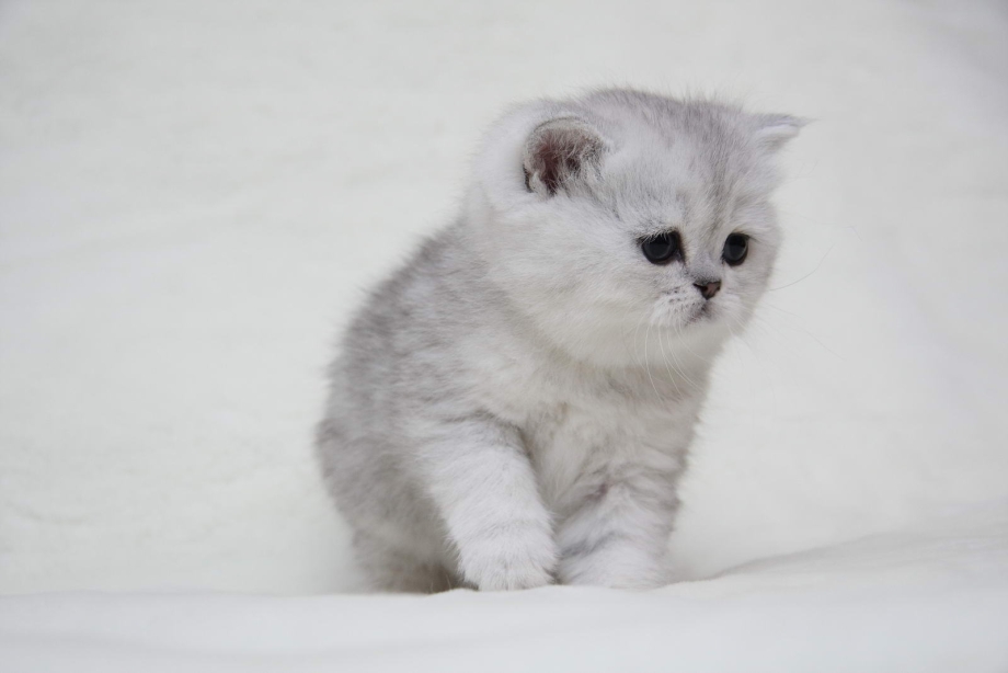 Шотландская вислоухая кошка шиншилла