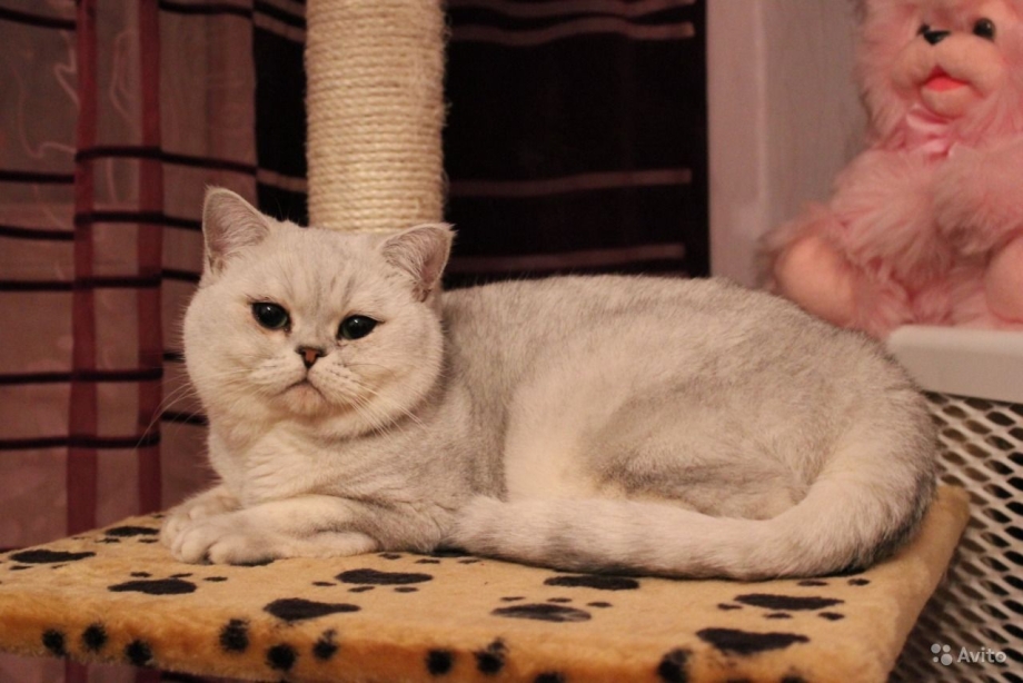 Шиншилла фолд