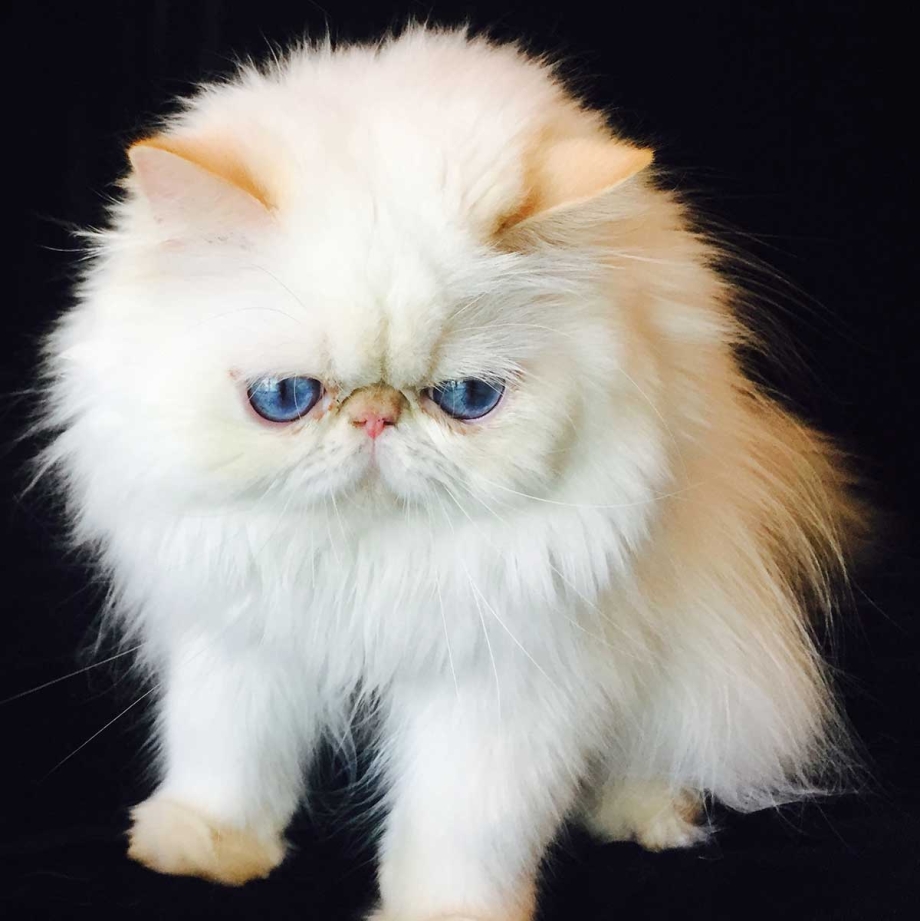 Гималайский персидский кот