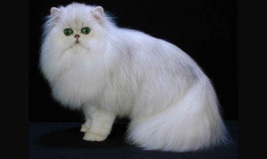 Персидская длинношерстная шиншилла
