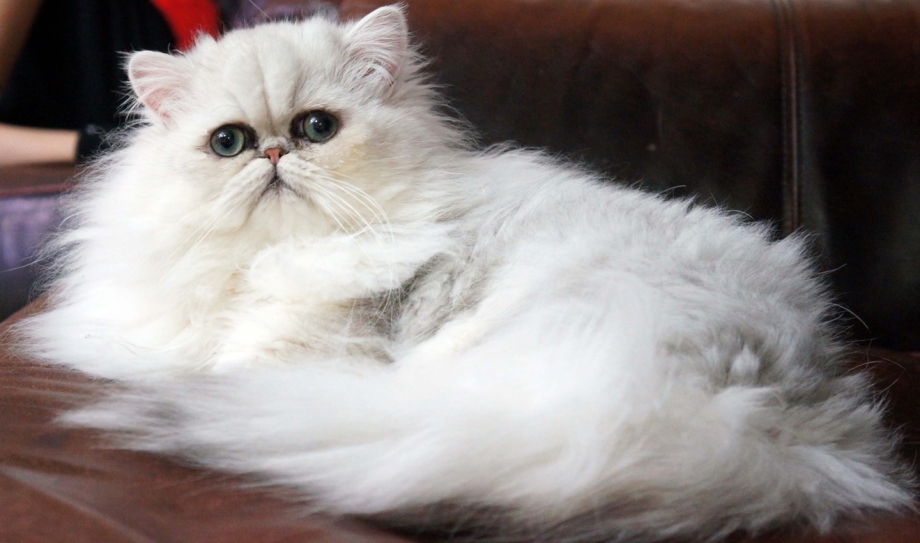 Кошки породы перс