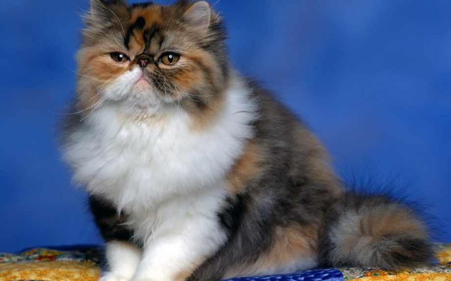 Персидская кошка