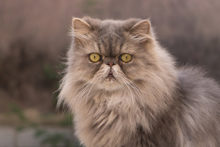 Персидская кошка