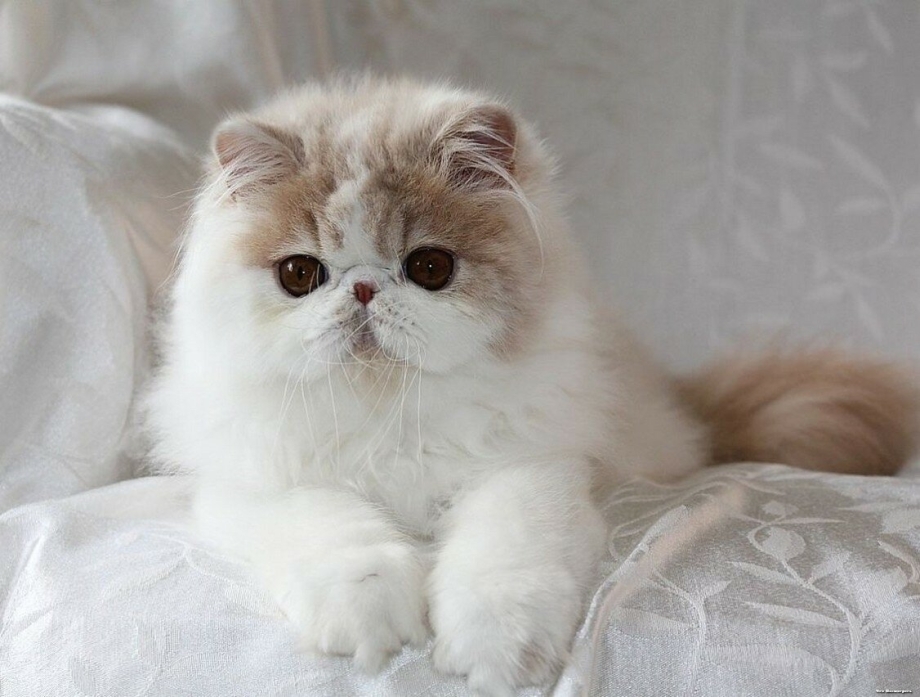 Персидская кошка