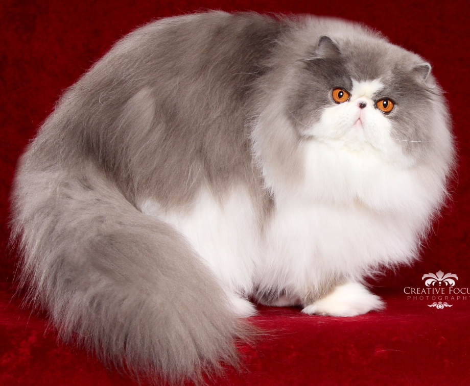 Персидская кошка