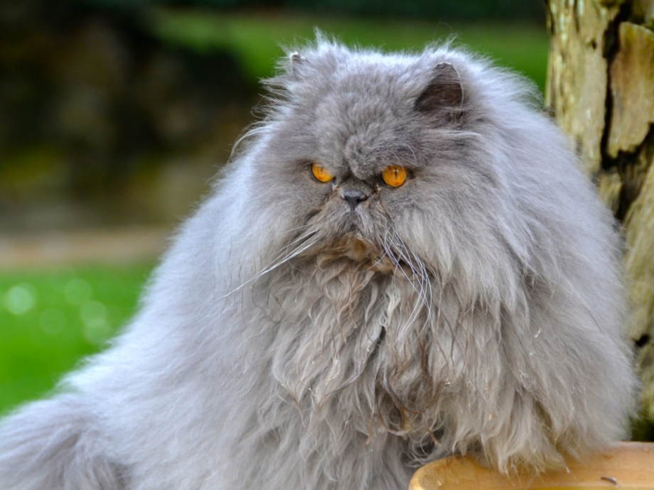 Персидская кошка