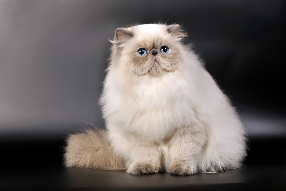 Котёнок персидский шиншилловая гималайская