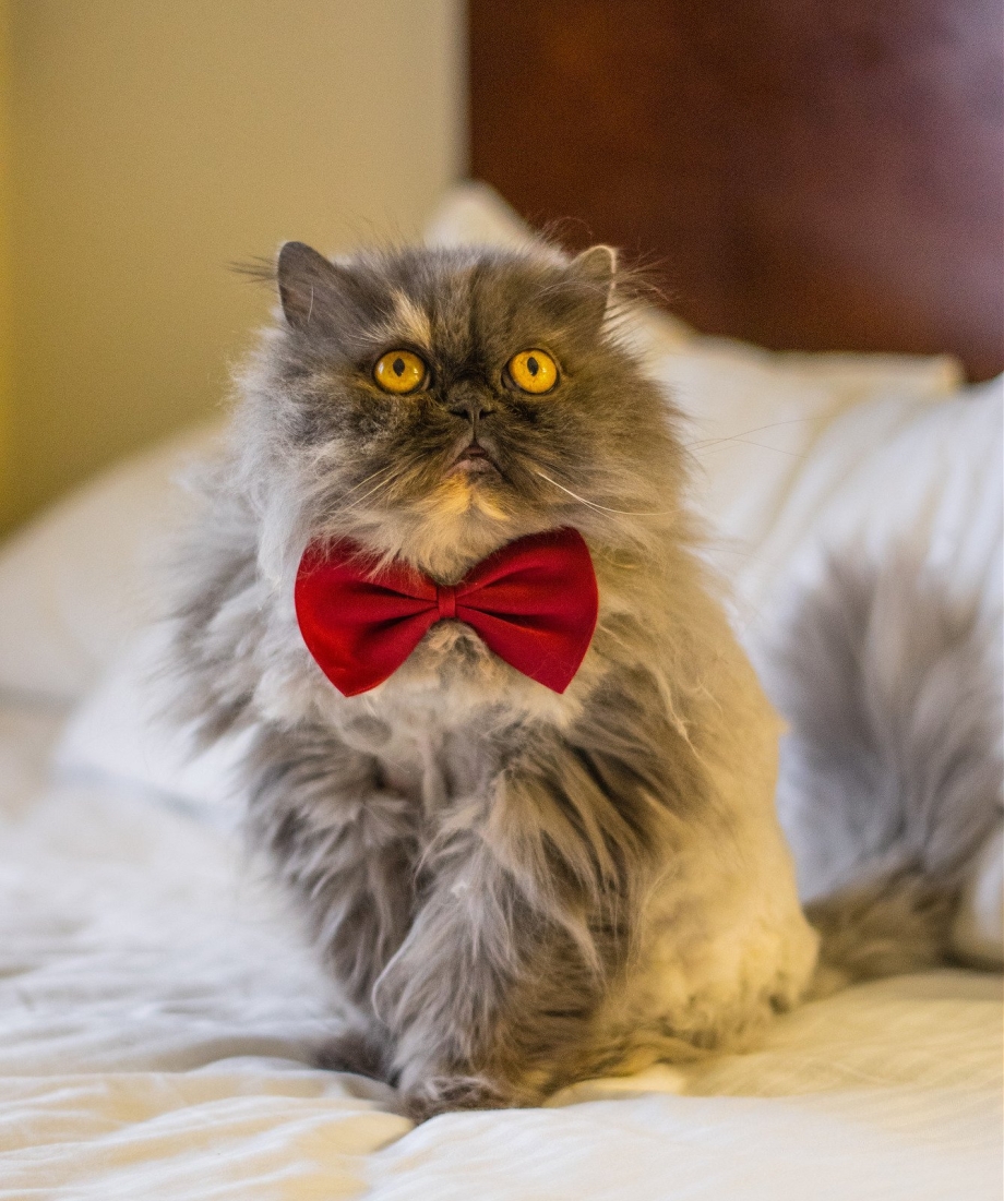 Персидские котята