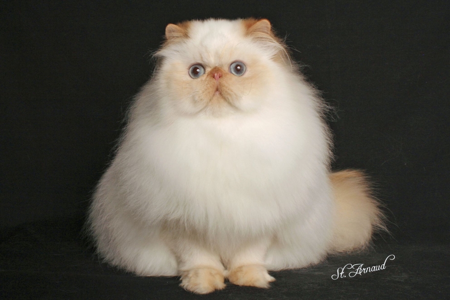 Персидские кошки ред Пойнт