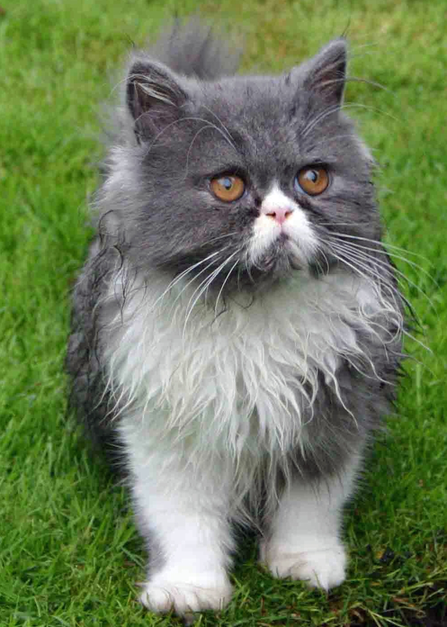 Персидская кошка