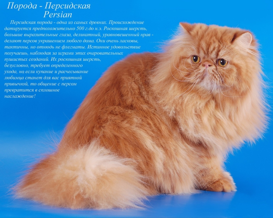 Породы кошек с названиями