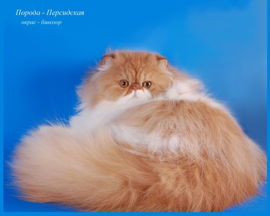 Персидская кошка разные