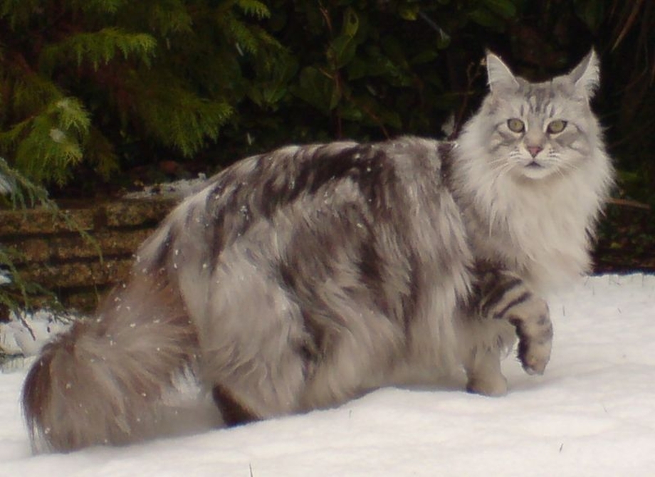 Кот 15 кг