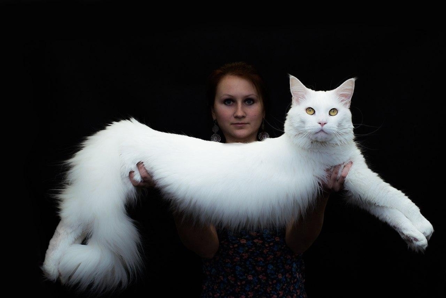 Мейн кун рыжий котенок