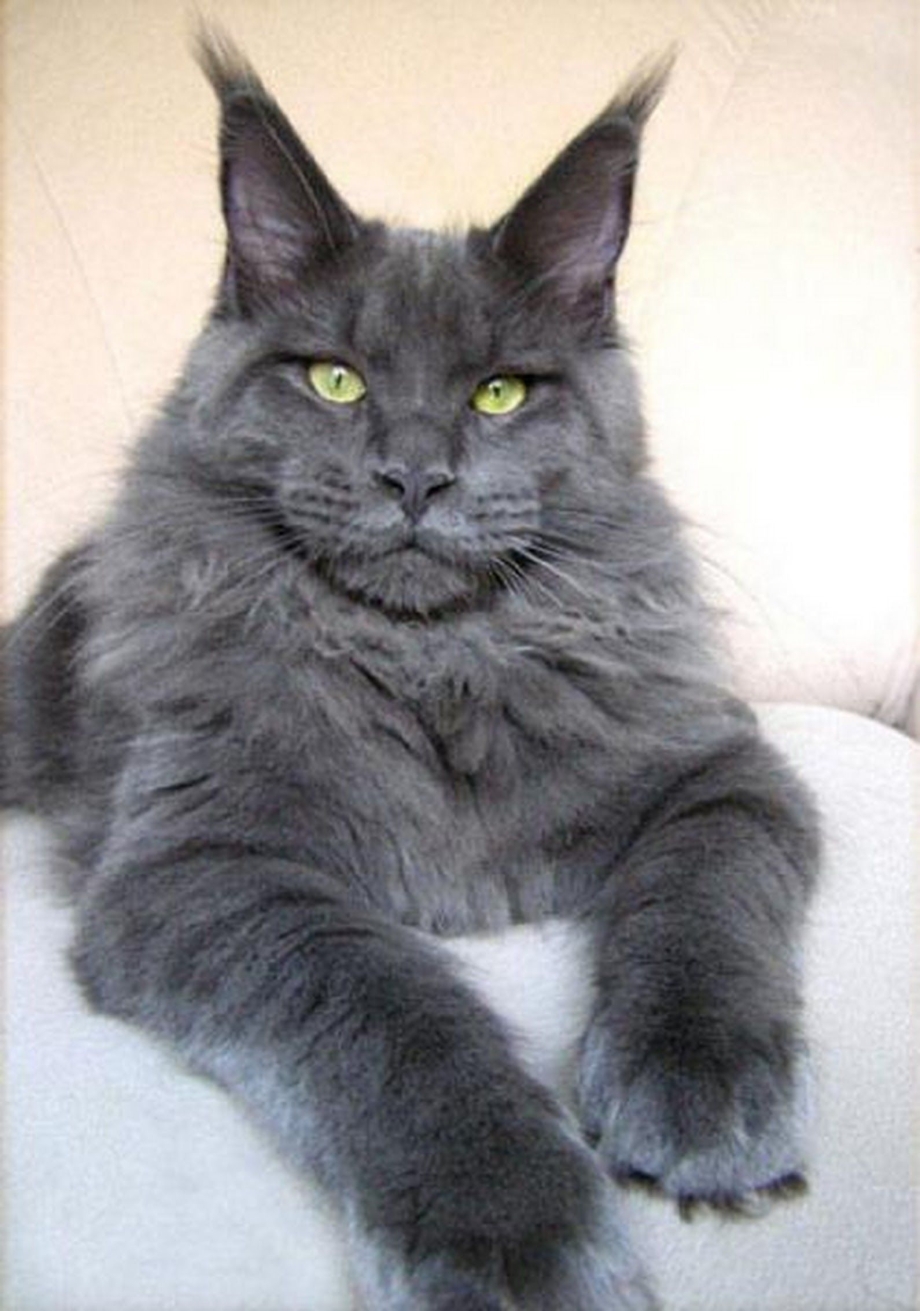Кошка Мейн кун серая