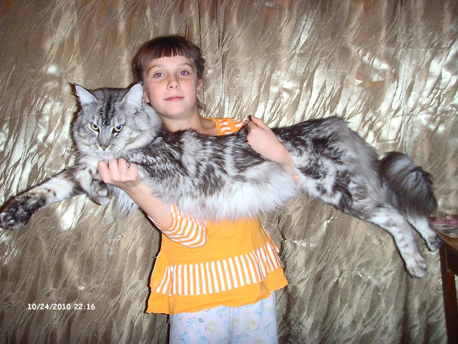 Мейн кун рыжий