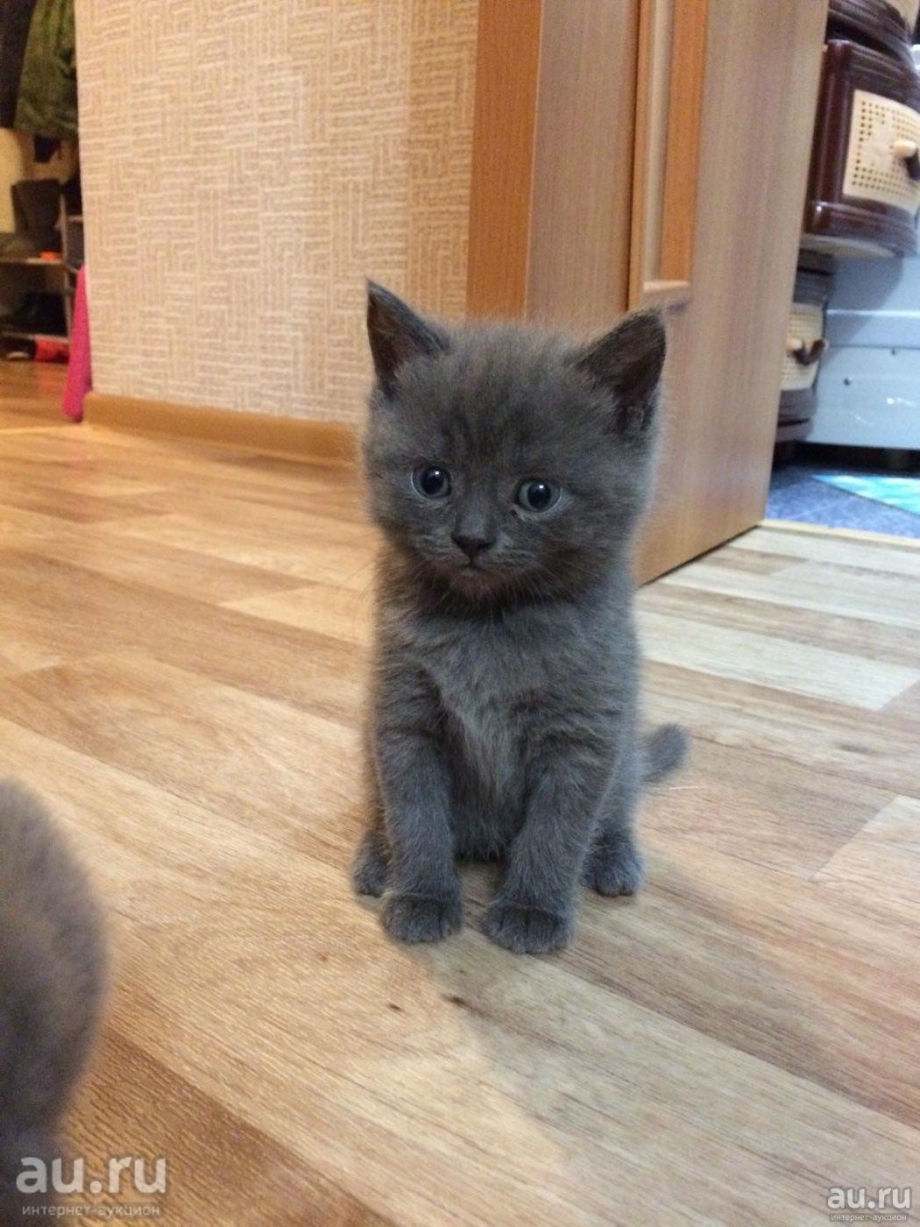 Шотландские котята прямоухие серые
