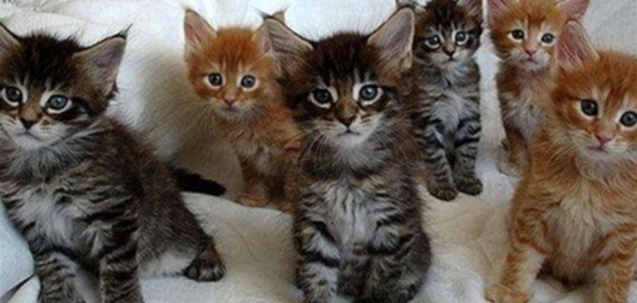 Мейн куин кошки