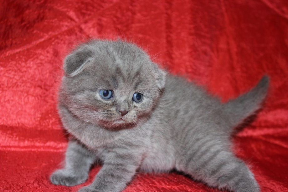 Шотландская вислоухая кошка дымчатая