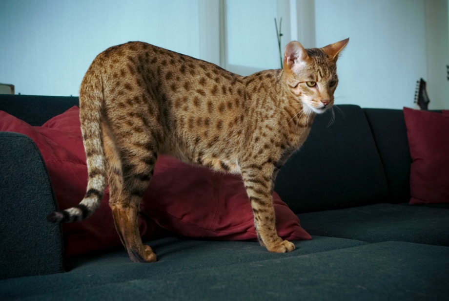 Котята Мейн куна