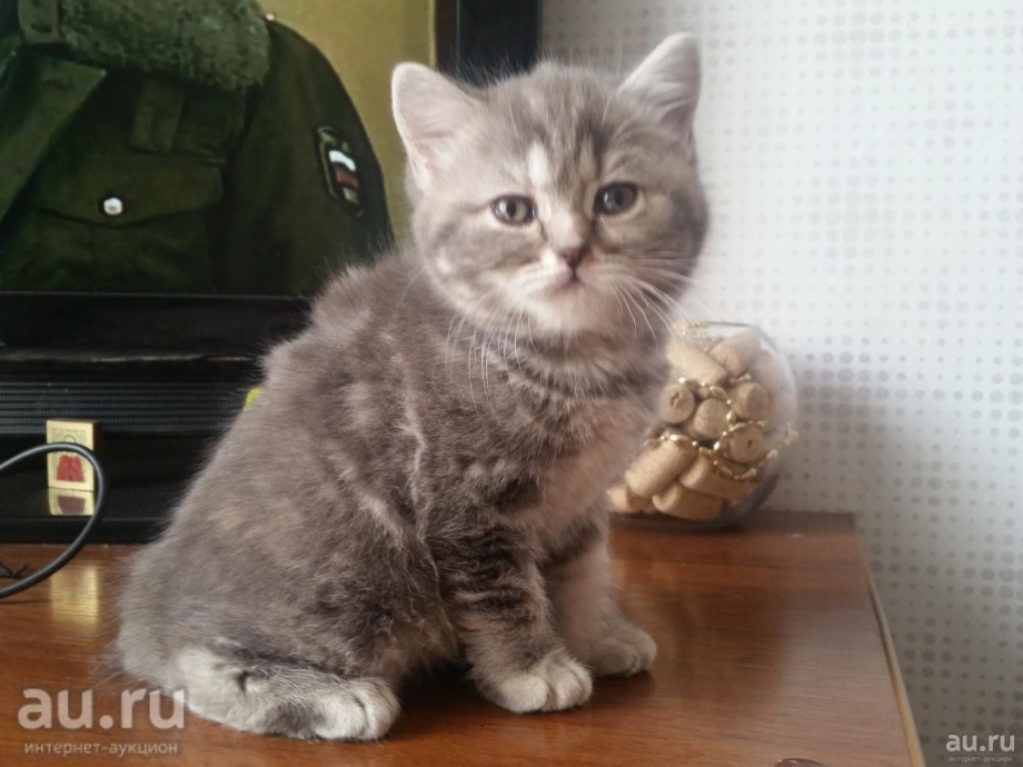 Шотландские котята прямоухие