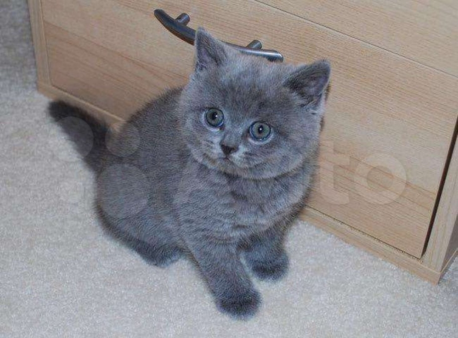 Шотландские котята прямоухие серые