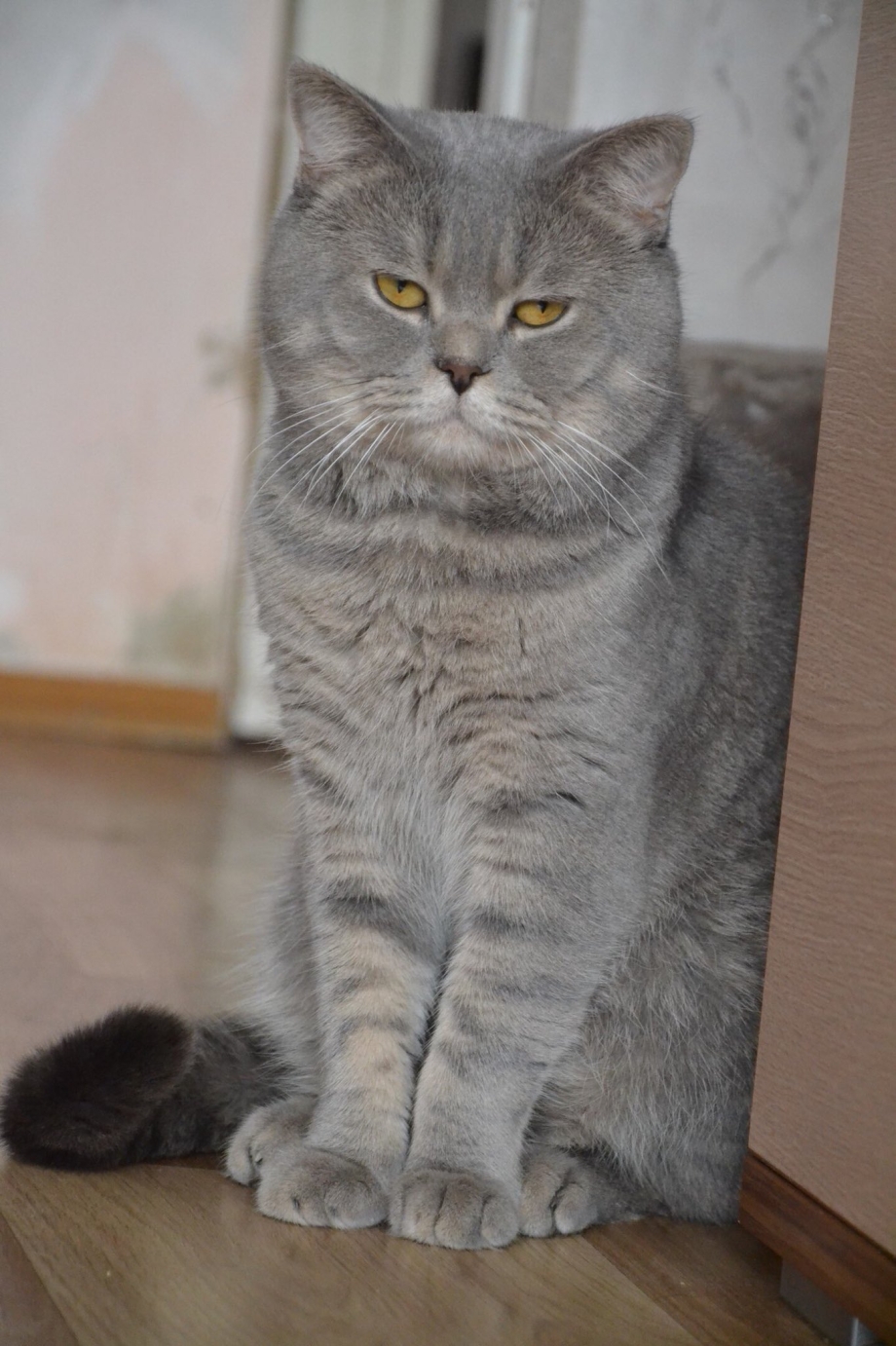 Кот шотландец прямоухий серый
