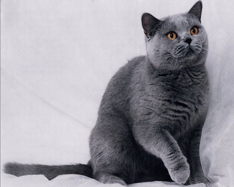 Сибирский голубая кошка короткошерстная