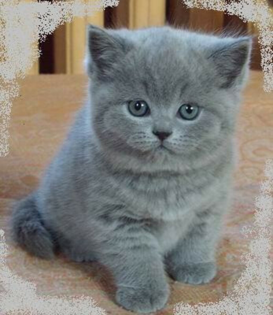 Бритиш страйт котята